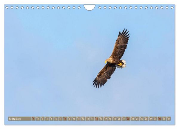 Produktbild: Wilder Dar&szlig; - Fuchs, Hirsch und Co. 2026 (Wandkalender 2026 DIN A4 quer), CALVENDO Monatskalender
