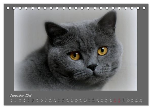 Produktbild: GRAUE ENGEL Britischkurzhaar-Katzen (Tischkalender 2026 DIN A5 quer), CALVENDO Monatskalender