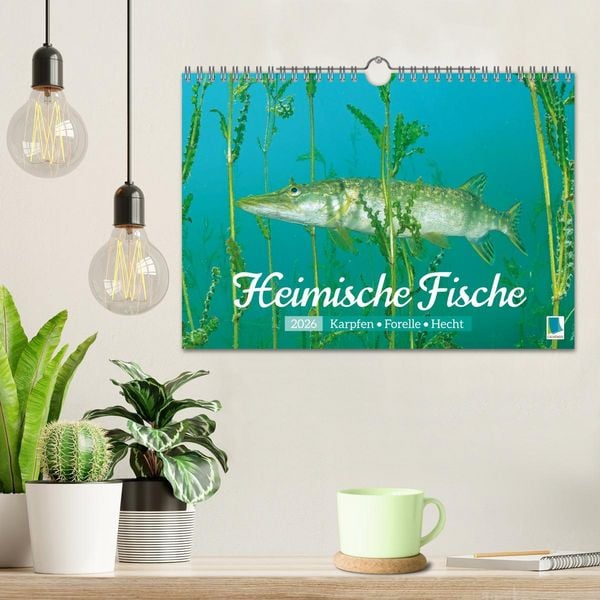 Produktbild: Heimische Fische: Karpfen, Forelle, Hecht (Wandkalender 2026 DIN A4 quer), CALVENDO Monatskalender