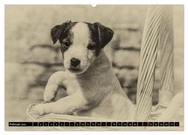 Produktbild: Parson Jack Russel Welpen (Wandkalender 2026 DIN A2 quer), CALVENDO Monatskalender