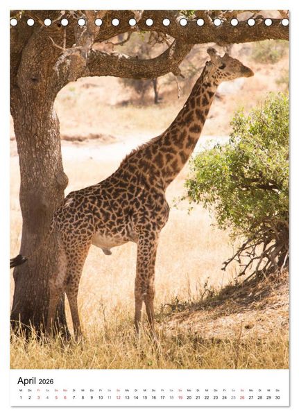 Produktbild: Serengeti Pur - Tansania (Tischkalender 2026 DIN A5 hoch), CALVENDO Monatskalender