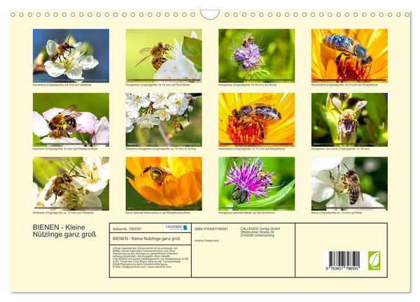 Produktbild: BIENEN - Kleine N&uuml;tzlinge ganz gro&szlig; (Wandkalender 2026 DIN A3 quer), CALVENDO Monatskalender