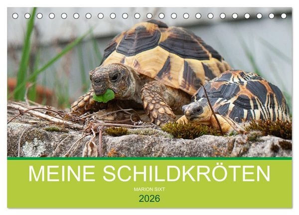 Meine Schildkröten (Tischkalender 2026 DIN A5 quer), CALVENDO Monatskalender