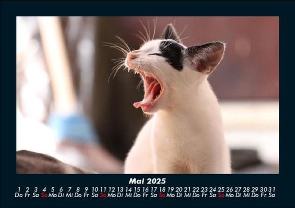 Produktbild: F&uuml;r Katzenfreunde 2025 Fotokalender DIN A5