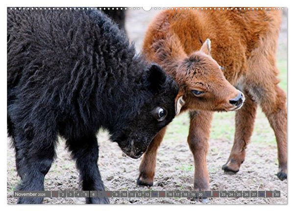Produktbild: Der Yak (hochwertiger Premium Wandkalender 2026 DIN A2 quer), Kunstdruck in Hochglanz