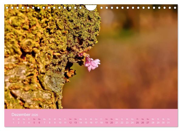 Produktbild: Zarte Kirschbl&uuml;ten - Berauschende Gedankend&uuml;fte (Wandkalender 2026 DIN A4 quer), CALVENDO Monatskalender