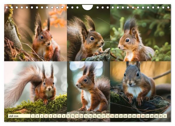 Produktbild: Eichh&ouml;rnchen - tollk&uuml;hne Kletterer (Wandkalender 2026 DIN A4 quer), CALVENDO Monatskalender