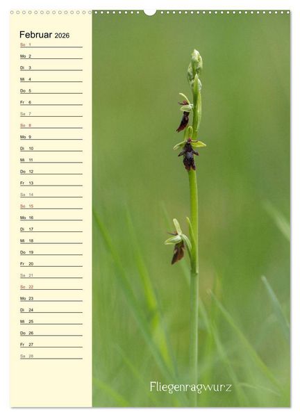 Produktbild: Wildwachsende Orchideen in Bayern (Wandkalender 2026 DIN A2 hoch), CALVENDO Monatskalender