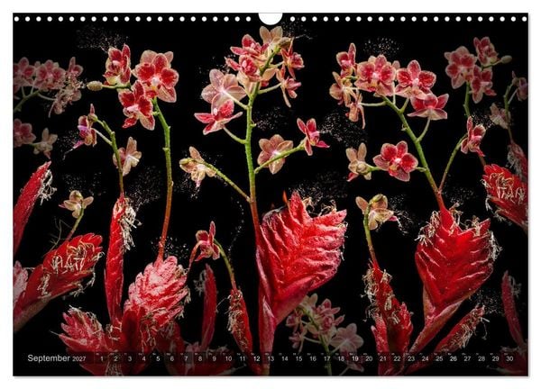 Produktbild: Orchidea (Wandkalender 2027 DIN A3 quer), CALVENDO Monatskalender