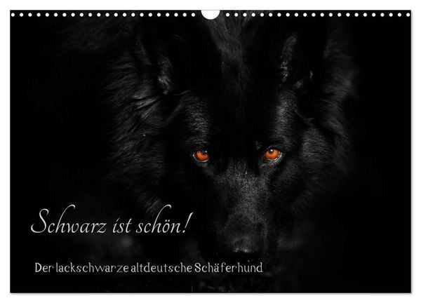 Produktbild: Schwarz ist sch&ouml;n! Der lackschwarze altdeutsche Sch&auml;ferhund (Wandkalender 2026 DIN A3 quer), CALVENDO Monatskalender