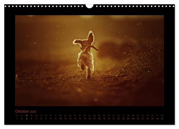 Produktbild: Elli Pirelli... aus dem Leben eines fr&ouml;hlichen Pinscher-Dackel-M&auml;dels (Wandkalender 2026 DIN A3 quer), CALVENDO Monatskalender