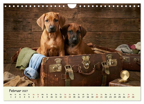 Produktbild: Rhodesian Ridgeback - Welpenzauber (Wandkalender 2027 DIN A4 quer), CALVENDO Monatskalender