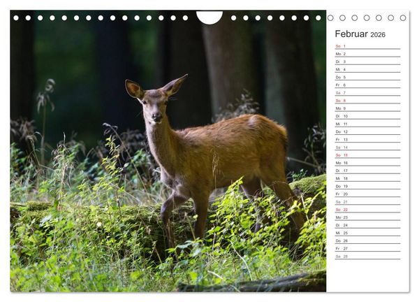 Produktbild: Emotionale Momente: Hirschbrunft. Part II. (Wandkalender 2026 DIN A4 quer), CALVENDO Monatskalender