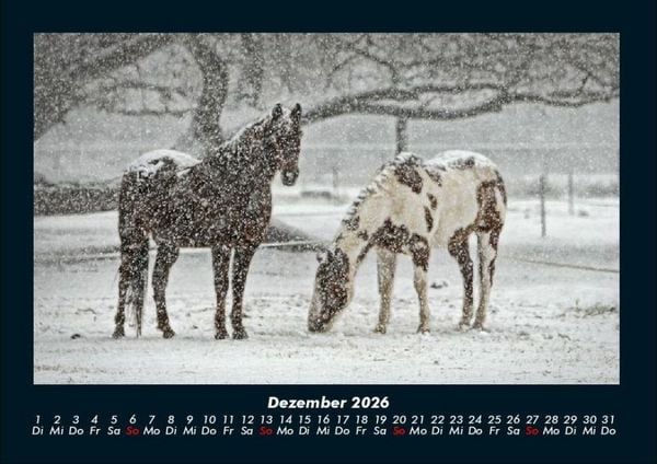 Produktbild: Die Welt der Pferde 2026 Fotokalender DIN A4