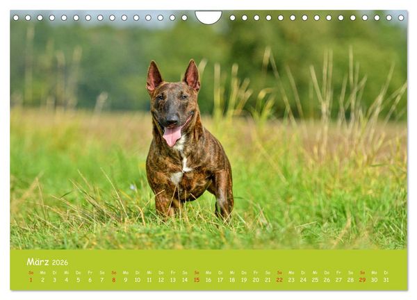 Produktbild: Einmal Bullterrier - immer Bullterrier (Wandkalender 2026 DIN A4 quer), CALVENDO Monatskalender