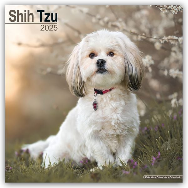 Shih Tzu 2025 – 16-Monatskalender