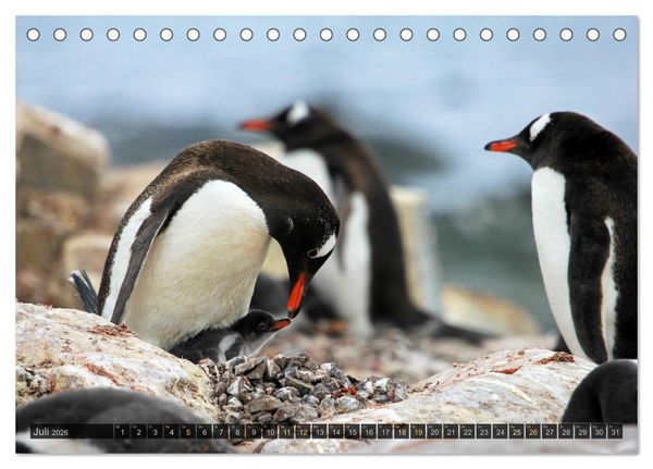 Produktbild: Antarktis - viaje.ch (Tischkalender 2026 DIN A5 quer), CALVENDO Monatskalender