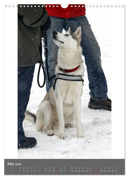 Produktbild: Huskies - Portraits im Schnee (Wandkalender 2026 DIN A3 hoch), CALVENDO Monatskalender