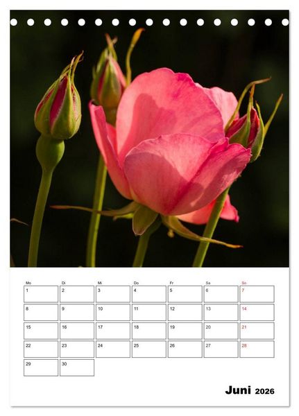 Produktbild: Zauberhafte Rosen (Tischkalender 2026 DIN A5 hoch), CALVENDO Monatskalender