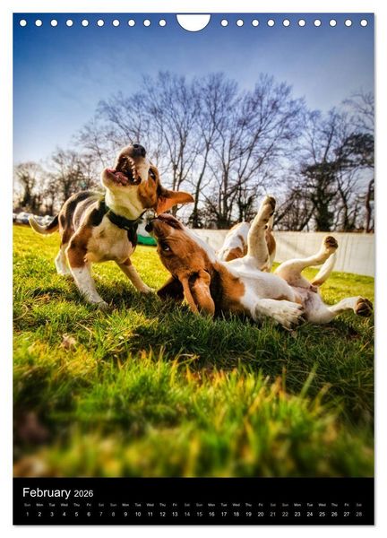 Produktbild: Beagles in action (Wall Calendar 2026 DIN A4 portrait), CALVENDO 12 Month Wall Calendar