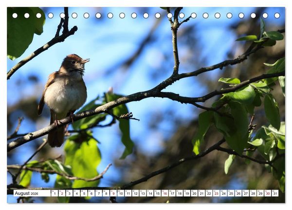 Produktbild: V&ouml;gel in der Extremadura (Tischkalender 2026 DIN A5 quer), CALVENDO Monatskalender