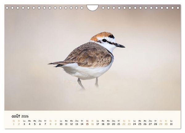 Produktbild: Esprit animal - Regards minimalistes (Calendrier mural 2026 DIN A4 vertical), CALVENDO calendrier mensuel