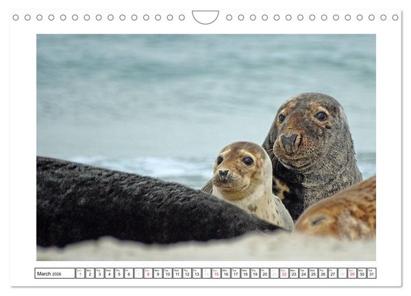 Produktbild: Seals on the Beach (Wall Calendar 2026 DIN A4 landscape), CALVENDO 12 Month Wall Calendar