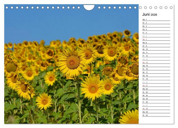 Produktbild: Ein Jahr lang Sonnenblumen (Wandkalender 2026 DIN A4 quer), CALVENDO Monatskalender