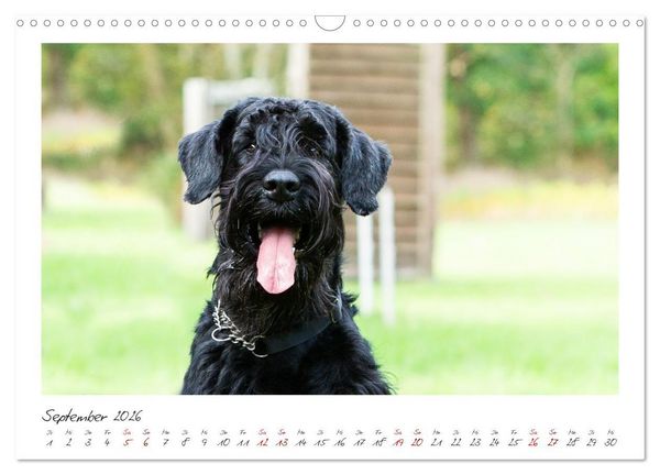 Produktbild: Riesenschnauzer - Treue Partner (Wandkalender 2026 DIN A3 quer), CALVENDO Monatskalender
