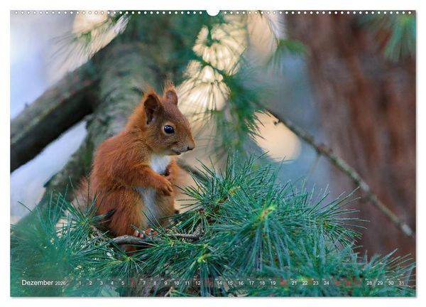 Produktbild: Eichh&ouml;rnchen am Fenster (Wandkalender 2026 DIN A2 quer), CALVENDO Monatskalender