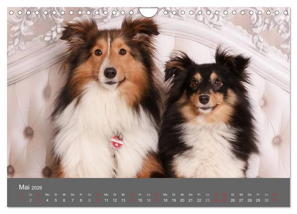 Produktbild: Shelties : Charmeure auf 4 Pfoten (Wandkalender 2026 DIN A4 quer), CALVENDO Monatskalender