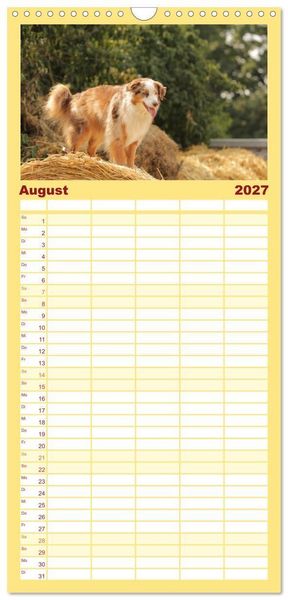 Produktbild: Familienplaner 2027 - Australian Shepherd - Treue Blicke, wilde Herzen mit 5 Spalten (Wandkalender, 21 x 45 cm) CALVENDO