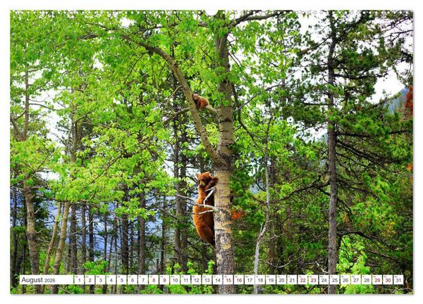 Produktbild: KANADA - Die B&auml;ren der Rocky Mountains (hochwertiger Premium Wandkalender 2026 DIN A2 quer), Kunstdruck in Hochglanz