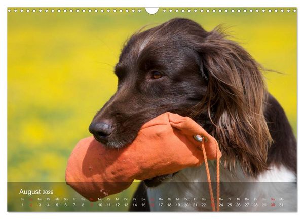 Produktbild: Kleiner M&uuml;nsterl&auml;nder Vorstehhund (Wandkalender 2026 DIN A3 quer), CALVENDO Monatskalender