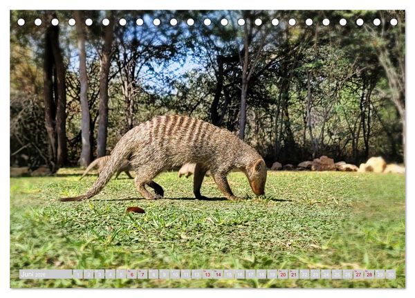 Produktbild: Namibia &ndash; Die Tierwelt vom Caprivi bis Etosha (Tischkalender 2026 DIN A5 quer), CALVENDO Monatskalender