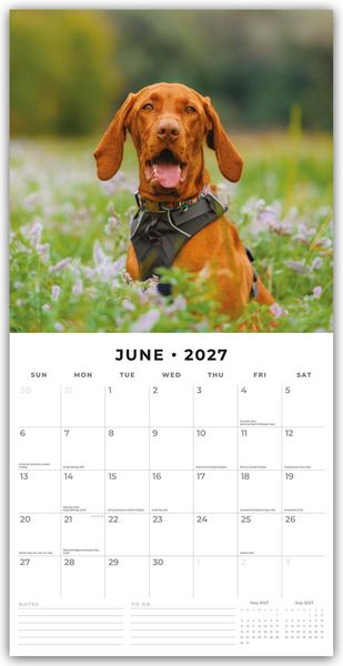 Produktbild: Vizslas &ndash; Magyar Vizsla &ndash; Kurzhaariger Ungarischer Vorstehhund 2027 &ndash; 16-Monatskalender