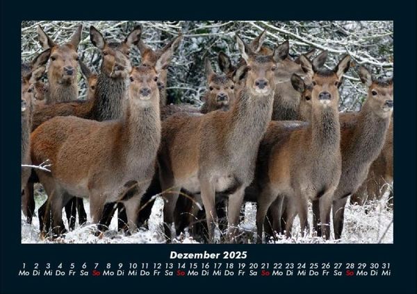 Produktbild: Tiere in der Wildnis 2025 Fotokalender DIN A4