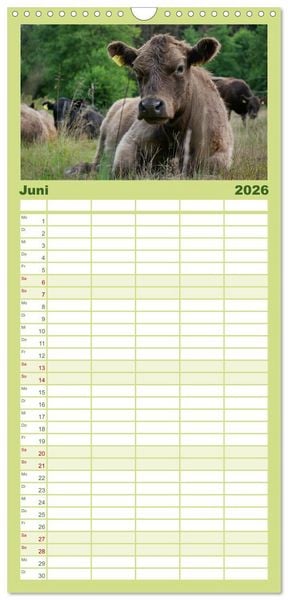 Produktbild: Familienplaner 2026 - Weiderinder im Frankenwald mit 5 Spalten (Wandkalender, 21 x 45 cm) CALVENDO