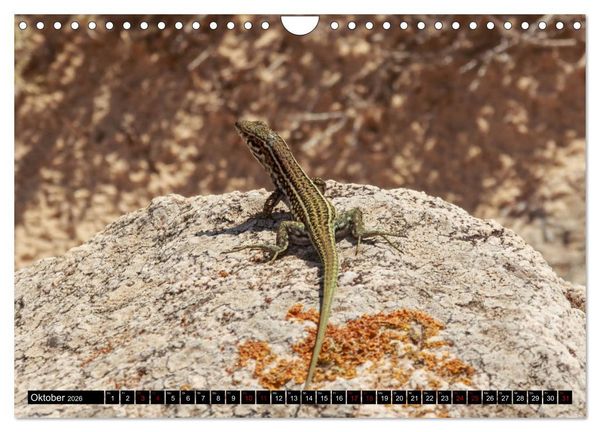 Produktbild: Faszination Sardinien (Wandkalender 2026 DIN A4 quer), CALVENDO Monatskalender