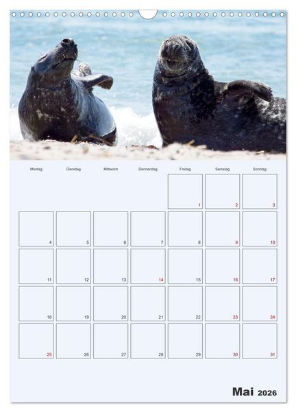 Produktbild: Wildes Leben auf Helgoland (Wandkalender 2026 DIN A3 hoch), CALVENDO Monatskalender