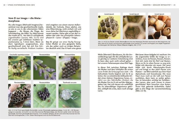Produktbild: Wildbienen haben es auch nicht leicht