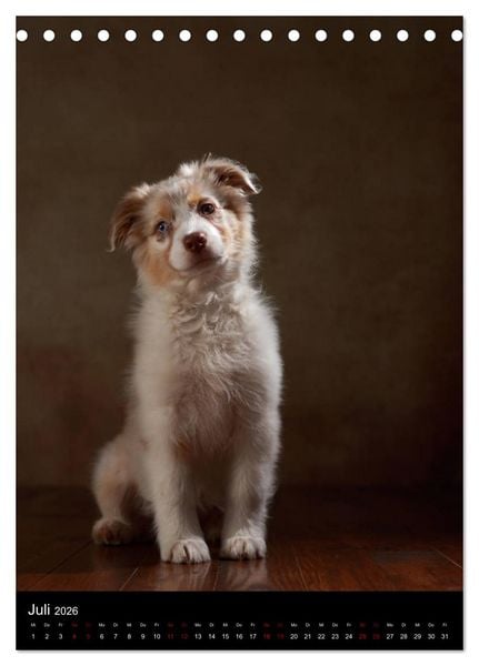 Produktbild: Geliebte Aussies - Australian Shepherds im Portrait (Tischkalender 2026 DIN A5 hoch), CALVENDO Monatskalender