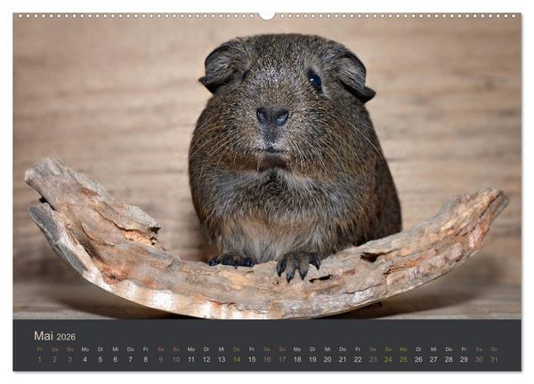 Produktbild: Meerschweinchen Portraits (hochwertiger Premium Wandkalender 2026 DIN A2 quer), Kunstdruck in Hochglanz
