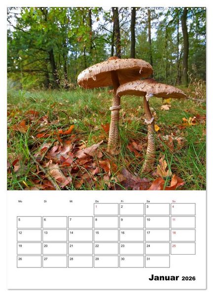 Produktbild: Heimische Waldpilze (Wandkalender 2026 DIN A2 hoch), CALVENDO Monatskalender