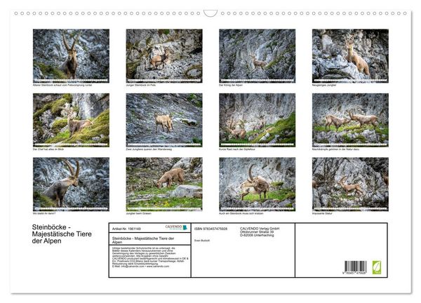 Produktbild: Steinb&ouml;cke - Majest&auml;tische Tiere der Alpen (Wandkalender 2026 DIN A2 quer), CALVENDO Monatskalender