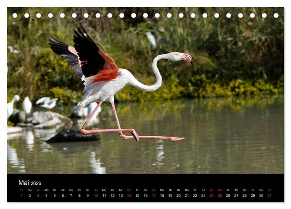 Produktbild: Flamingos der Camargue 2026 (Tischkalender 2026 DIN A5 quer), CALVENDO Monatskalender