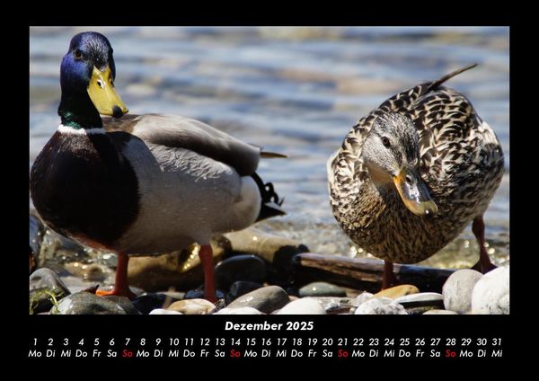 Produktbild: Enten 2025 Fotokalender DIN A3