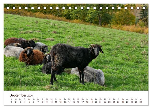 Produktbild: Sch&ouml;ne Schafe (Tischkalender 2026 DIN A5 quer), CALVENDO Monatskalender