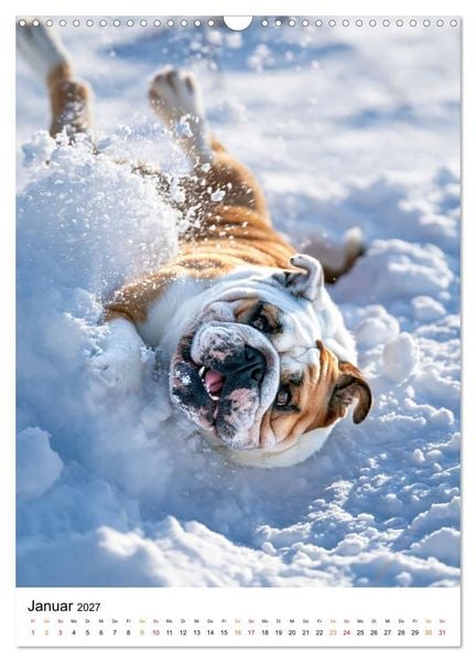 Produktbild: English Bulldog - F&uuml;r Liebhaber britischer Originale (Wandkalender 2027 DIN A3 hoch), CALVENDO Monatskalender