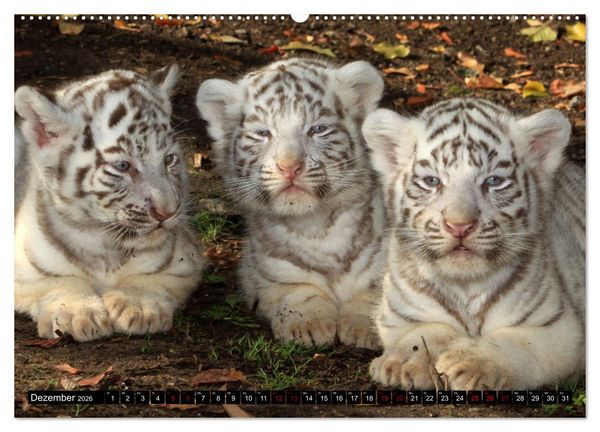 Produktbild: GROSSKATZEN GANZ KLEIN (Wandkalender 2026 DIN A2 quer), CALVENDO Monatskalender